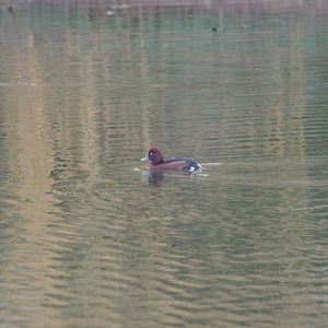Ferruginous Duck