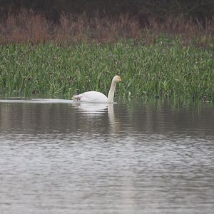 Whooper Swan