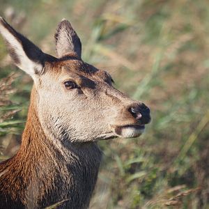 Red Deer