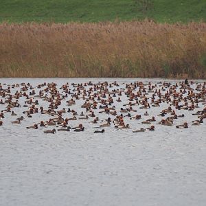 Red-crested Pochards