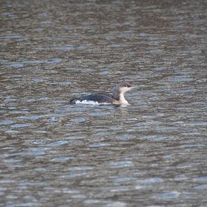 Black-throated Loon