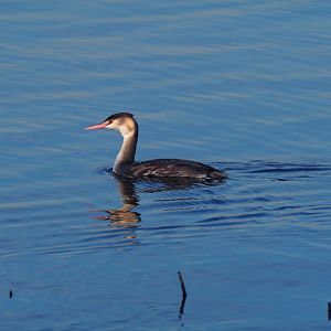 Great Crested Grebe