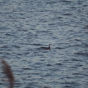 Horned Grebe
