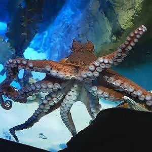 Paul & Lynsey's Zoo Tour #112 Blue Planet Aquarium - YouTube