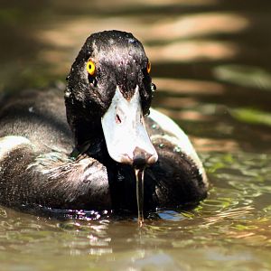 Lesser scaup (Aythya affinis)