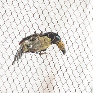 Lettered Aracari- Pteroglossus (inscriptus) inscriptus