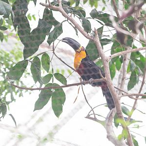 Ariel Toucan- Ramphastos (vitellinus) ariel