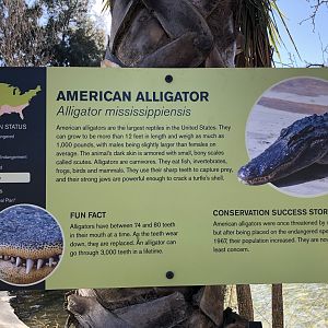 American alligator information sign