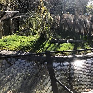 Second American alligator exhibit