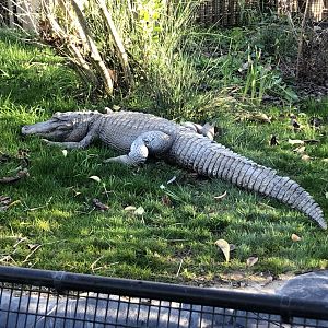 Patrick, American alligator