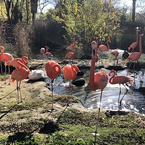 American flamingos