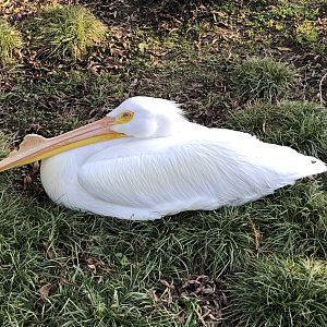 Zamboni, American white pelican
