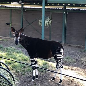 Mo, Okapi