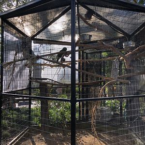 Temporary parrot exhibit