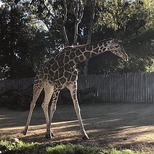Skye, Hybrid giraffe