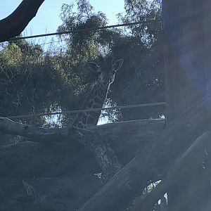 Glory, 4-month-old common Masai giraffe