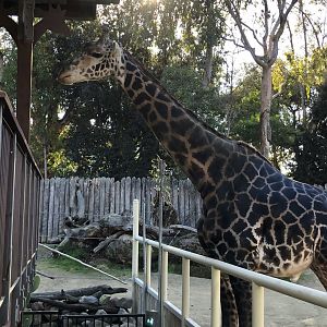 Chifu, Common Masai giraffe