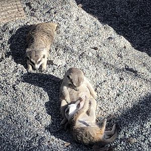 Mob of southern meerkats