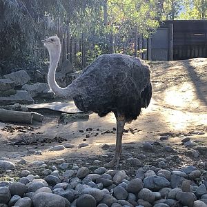 Common ostrich