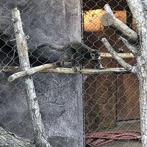 Elmo, Mongoose lemur