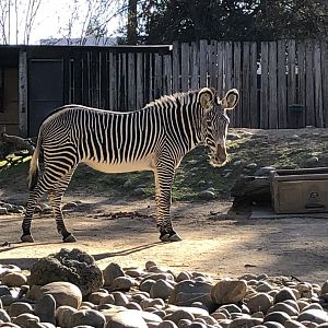 Lewa, Grévy's zebra