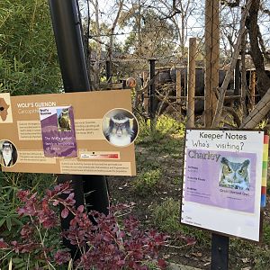 Wolf's guenon exhibit signs