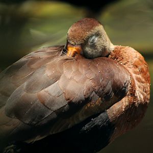 Black-bellied whistling duck (Dendrocygna autumnalis)