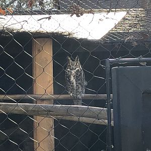 Charlie/Charley, Common great horned owl