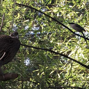 Azure-winged magpie and Leia, Himalayan monal