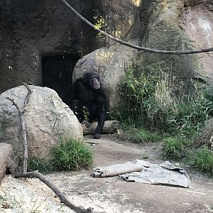 Pablo, Common chimpanzee