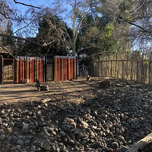 Recently enlarged red river hog exhibit