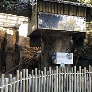 Common squirrel monkey exhibit