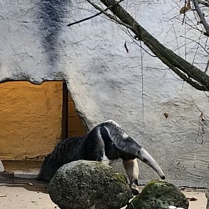 Beata, Giant anteater