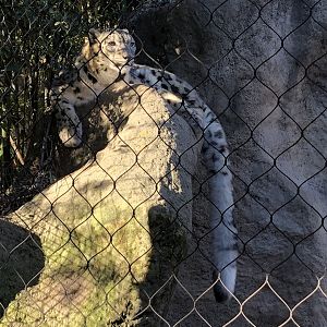 Blizzard, Snow leopard