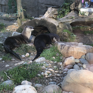 Jackson and Kai, North American river otters