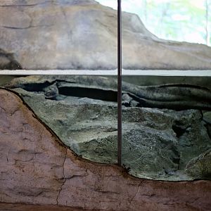 Chinese Giant Salamander