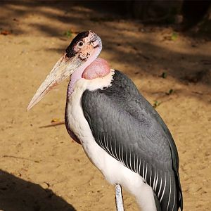 Marabou Stork
