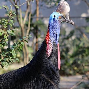 Southern Cassowary