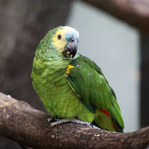 Turquoise-fronted Amazon
