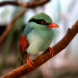 Common Green Magpie (Cissa chinensis)