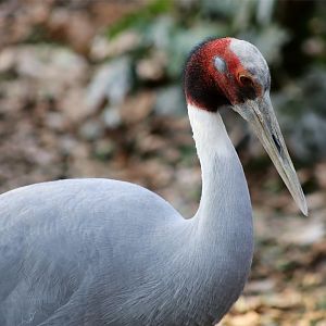 Sarus Crane