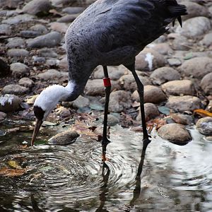 Hooded Crane