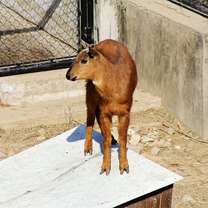 Red Goral (Naemorhedus baileyi)