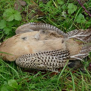 Local road kill, January 2021