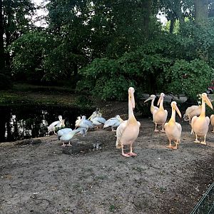Tierpark Berlin- group of pelicans- 2020