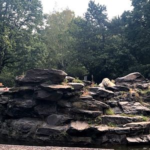 Tierpark Berlin- female polar bear "Tonja"- 2020