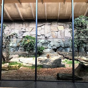 Tierpark Berlin- renovated indoor enclosure for sumatran tige- 2020
