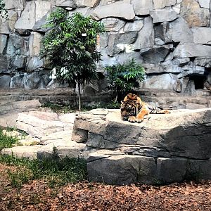 Tierpark Berlin- sumatran tiger lying on heated rock- 2020