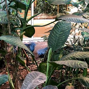 Tierpark Berlin- two crowned pigeons- 2020