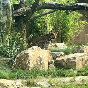Tierpark Berlin- Javan Leopard- 2020